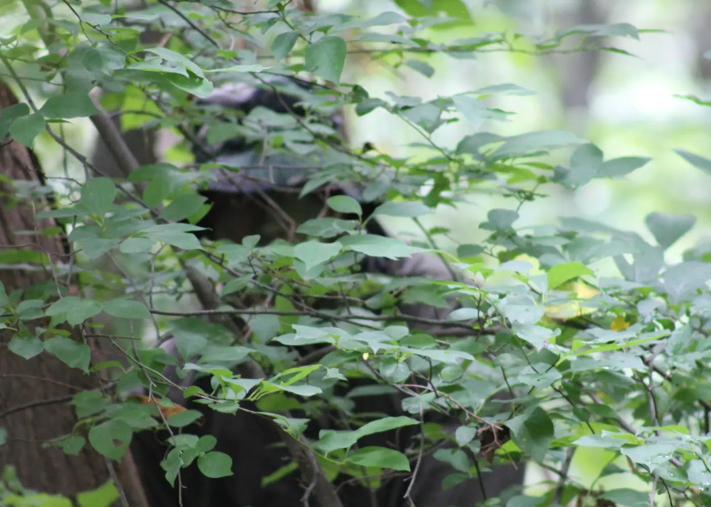Heavily camouflaged man in bush wolf eyes torches