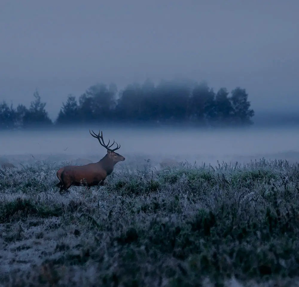 Deer Pulsar  thermal scopes on misty outlook