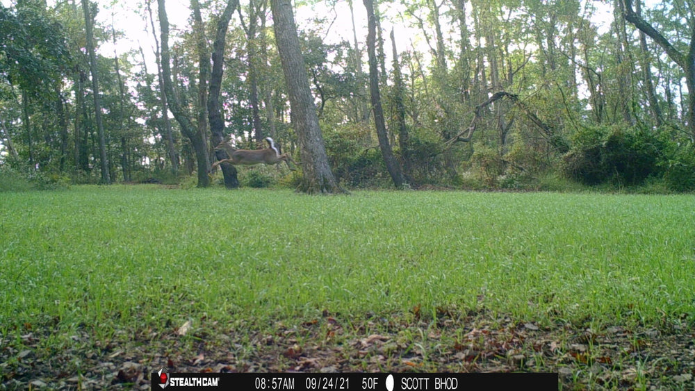 Stealthcam Fusion Trail Camera captures deer leaping in a clearing, emphasizing fast trigger response and wide-angle wildlife coverage.