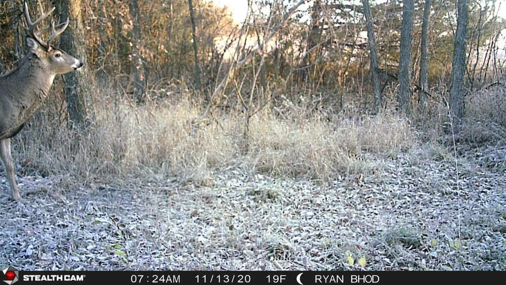Frosty morning image of a buck in tall grass taken by Stealthcam Fusion, demonstrating clear image capture in cold weather conditions.