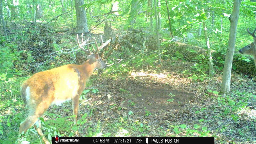 High-resolution daytime image of two bucks captured by Stealthcam Fusion Trail Camera, demonstrating 26MP clarity and motion detection.