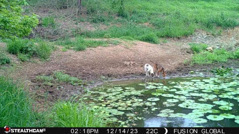 Stealthcam Fusion Trail Camera captures two animals drinking at a pond, highlighting GSM-enabled remote monitoring and vivid image quality.