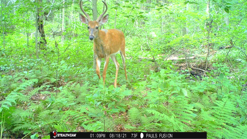 Close-up image of a buck in daylight captured by Stealthcam Fusion, showcasing 26MP detail and fast 0.8s trigger speed in forest setting.
