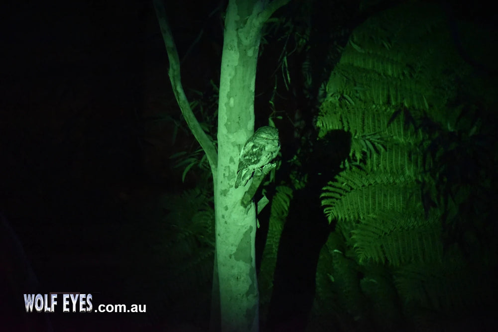Wolf Eyes X Beam Green LED Rechargeable Green-white torch for night time birdwatching
