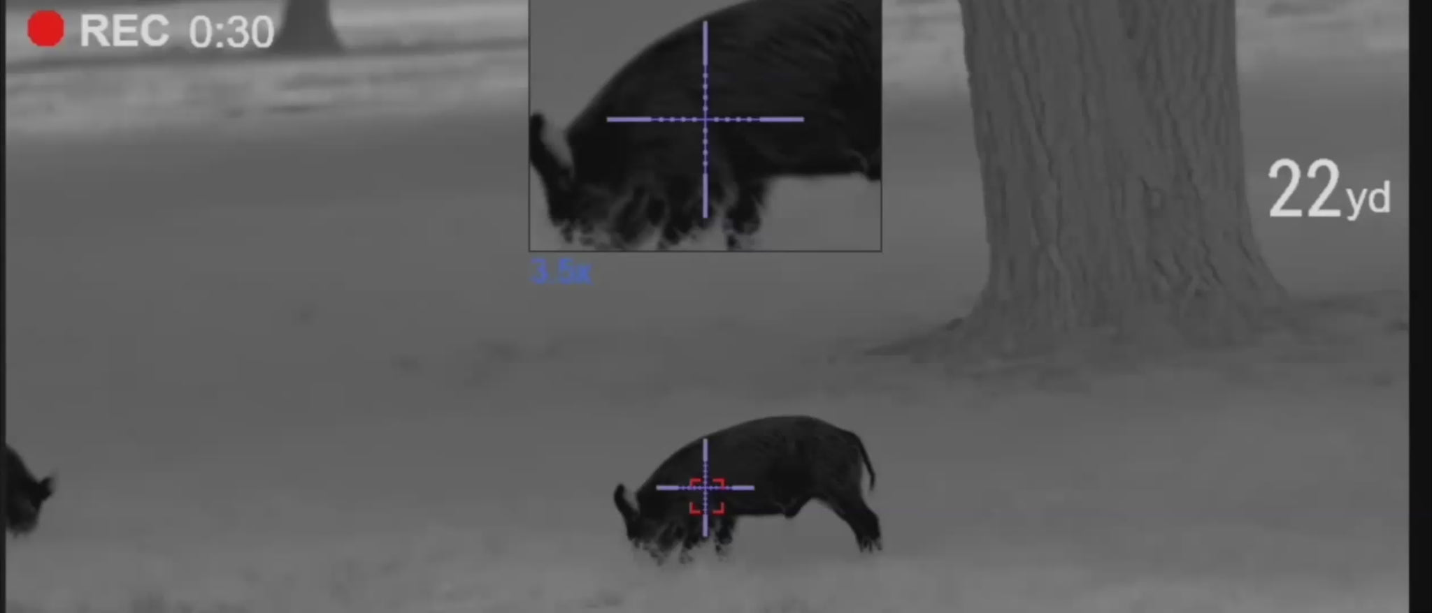 Pulsar Thermion thermal scope video